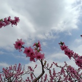 小妮子