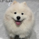 wi绿茶小狗