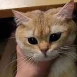 感冒熊猫