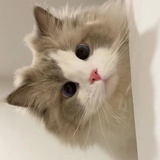 momo（有头像版
