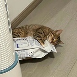 崔。