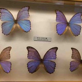 阿莫