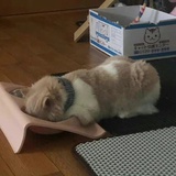 月亮不听话