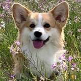 骅