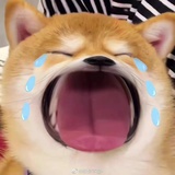 柿柿如意