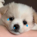 哄哄小狗