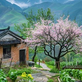 清茶醉人
