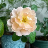 逆时针的钟