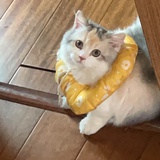 修咪咪