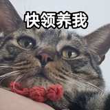 猫豆豆