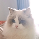 皮皮大傻猫