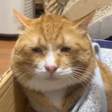 孜然屁屁