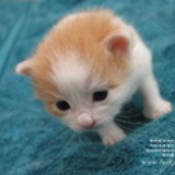 特别的猫
