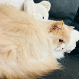 炭烤小肥羊