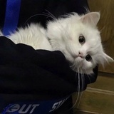 黑猫白猫小花猫