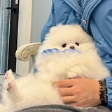 奋不顾身眼皮