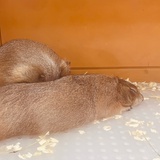 晴宝
