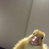 卡布奇诺5874