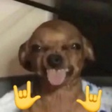 真的不是喜猪妹