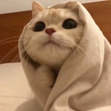 nongli