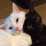 豆友1QZVpXKdWU