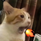 说了不是我