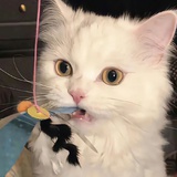 子车自载