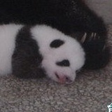 冯猫猫🐼