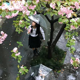 山黛
