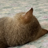 🐟（🐈宝妈中