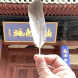 微风中的知更鸟
