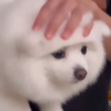 诹