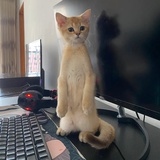 达🐱