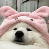 乌乌