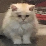 地狱纯爱战士