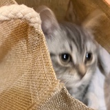 我爱碳水.