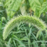 青青i