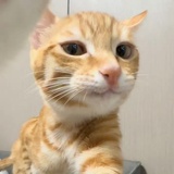 狮子爆炸头