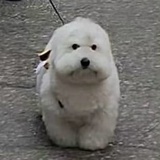 一只猪