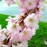 elfsummer