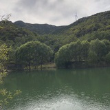 古城寒柳