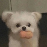 好喜欢修狗