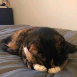 小新