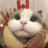 张万森