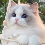 自由生长
