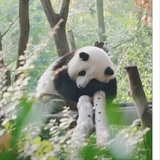 晴明