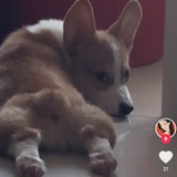 不倒翁男士