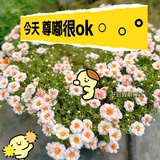 自渡