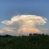 抓紫色霸王龙
