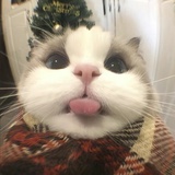 岸鱼
